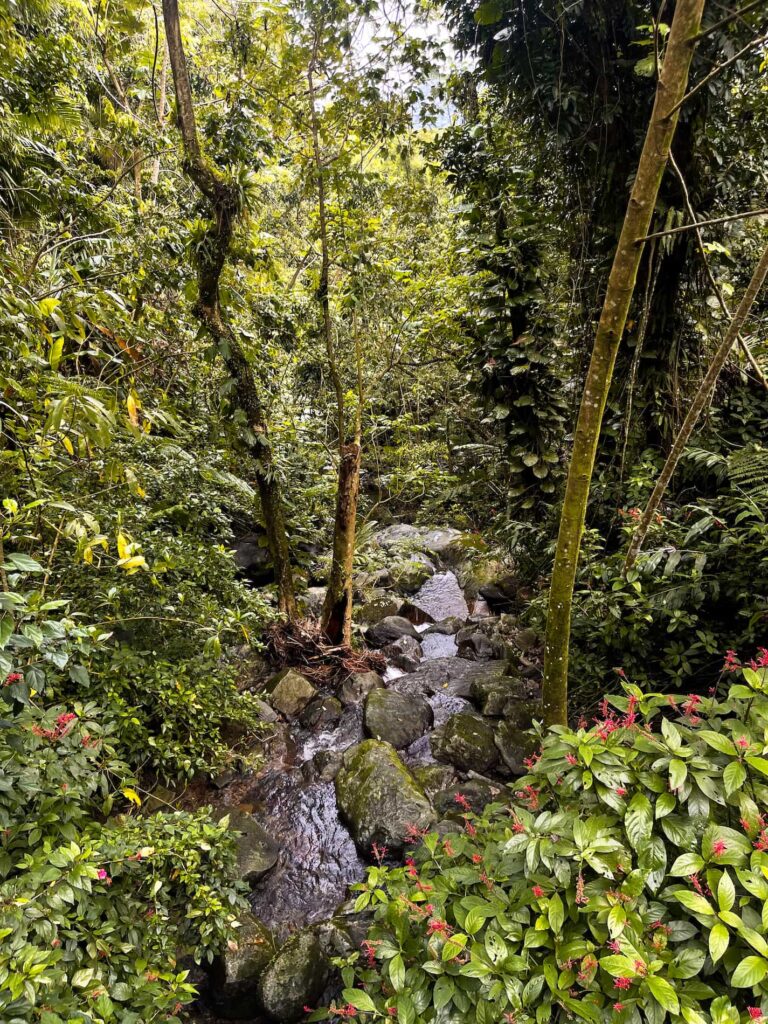 El Yunque Puerto Rico mini waterfall