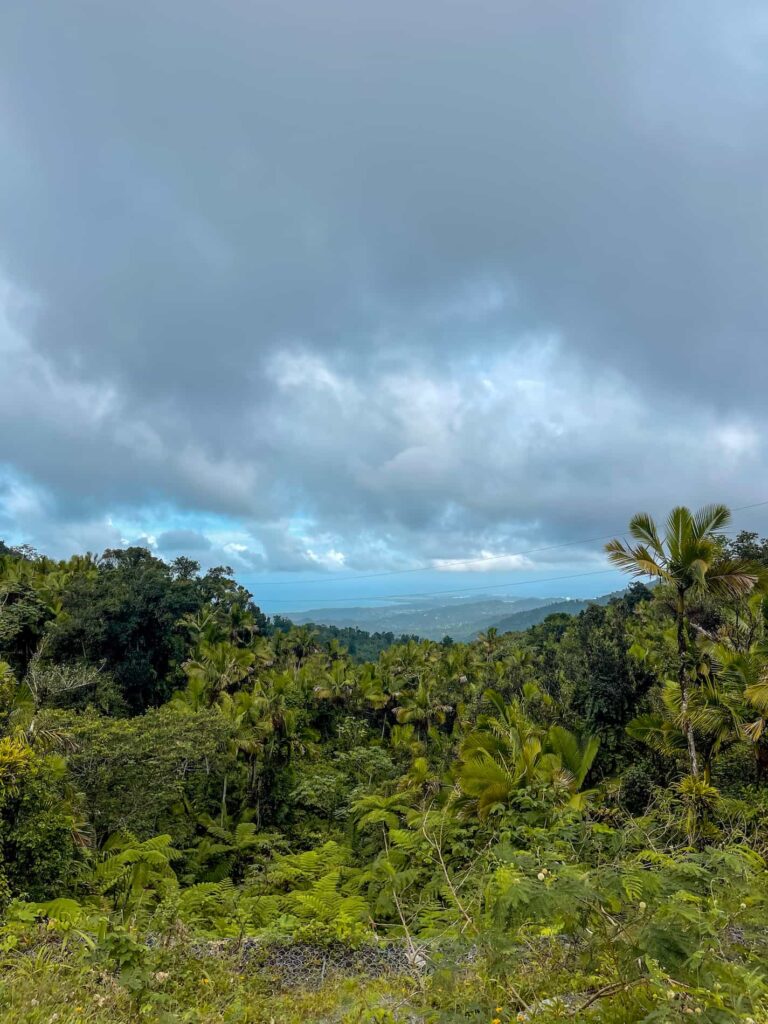 El Yunque Puerto Rico mid hike view