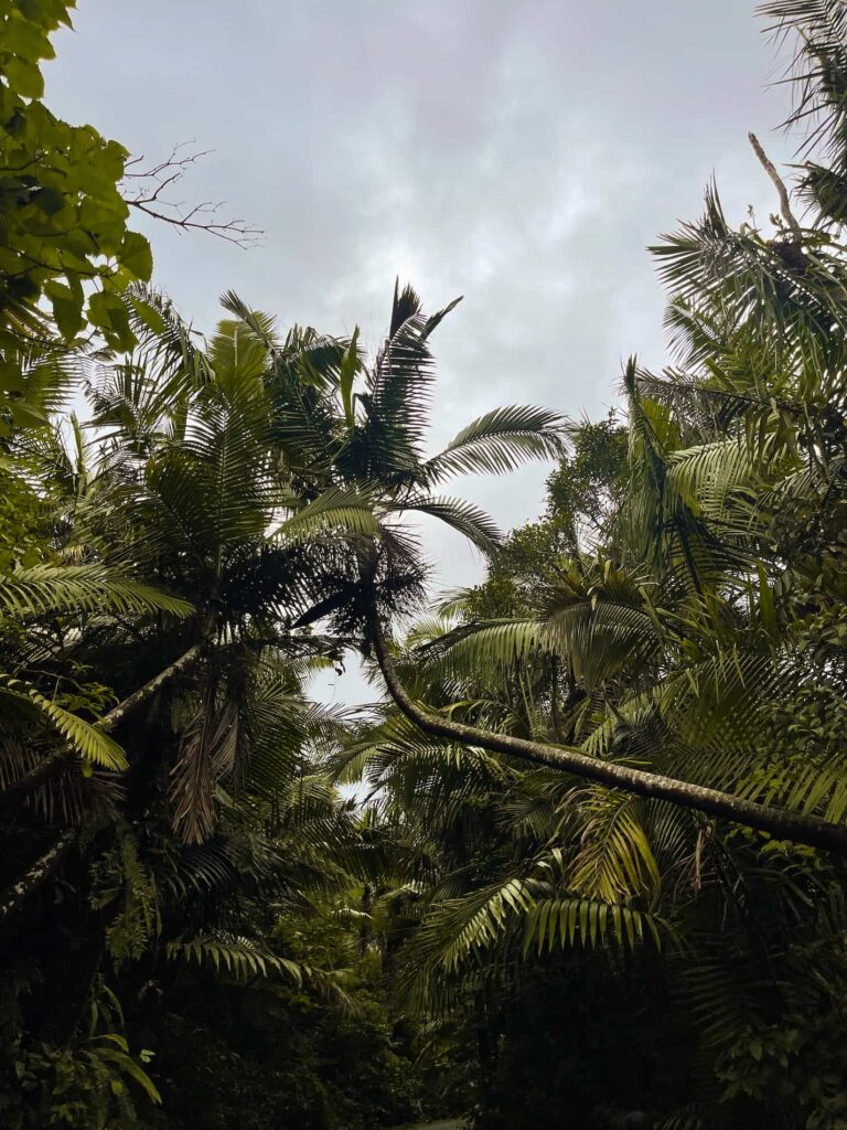 El Yunque Puerto Rico