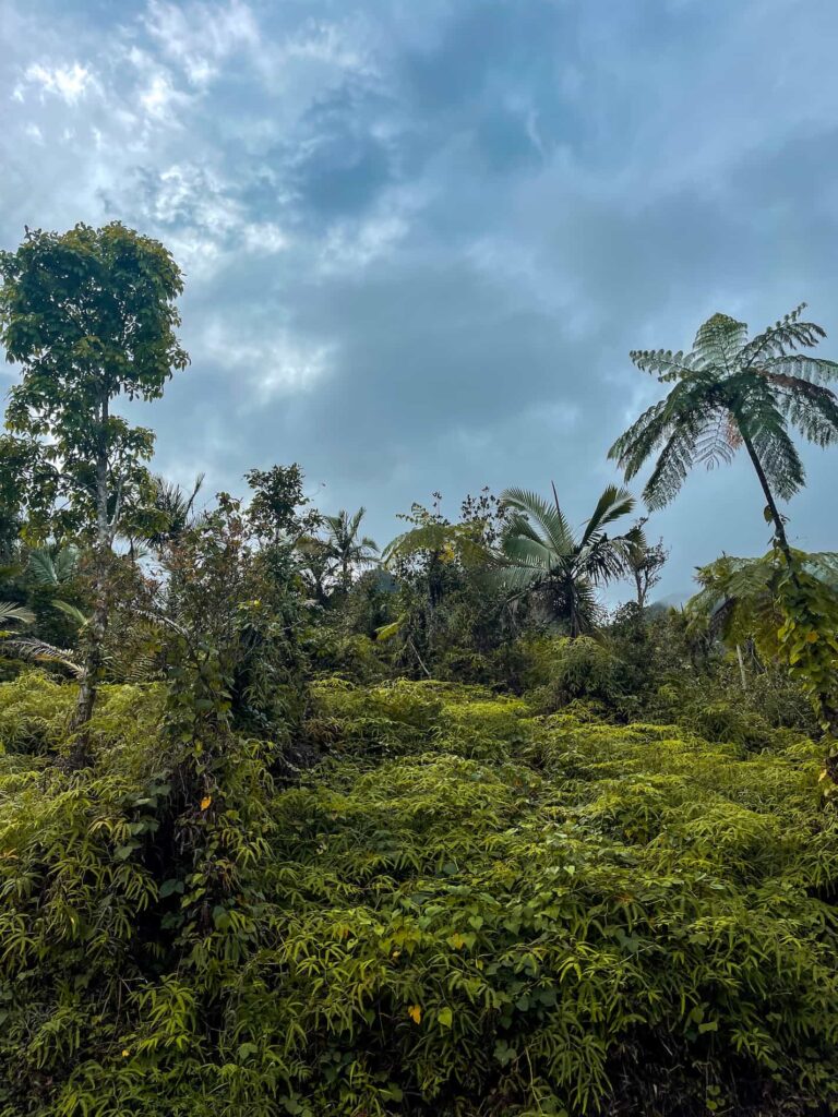 El Yunque Puerto Rico